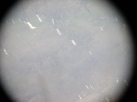 Livada pe deal la 50x - click pentru poza mare